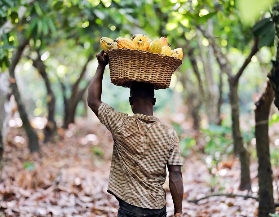 cocoa farmer